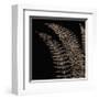 Fern I (on black)-Botanical Series-Framed Giclee Print