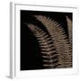 Fern I (on black)-Botanical Series-Framed Art Print