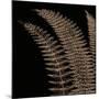 Fern I (on black)-Botanical Series-Mounted Art Print