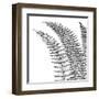 Fern I (on white)-null-Framed Art Print