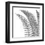 Fern I (on white)-null-Framed Art Print