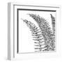 Fern I (on white)-null-Framed Art Print