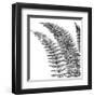 Fern I (on white)-Botanical Series-Framed Giclee Print