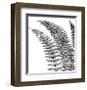 Fern I (on white)-Botanical Series-Framed Giclee Print
