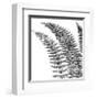 Fern I (on white)-Botanical Series-Framed Giclee Print