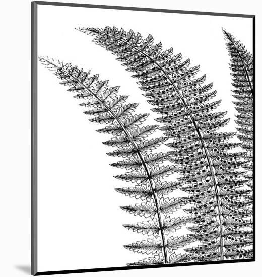 Fern I (on white)-Botanical Series-Mounted Giclee Print