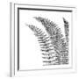 Fern I (on white)-Botanical Series-Framed Art Print