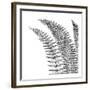 Fern I (on white)-Botanical Series-Framed Art Print