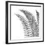 Fern I (on white)-Botanical Series-Framed Art Print