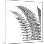 Fern I (on white)-Botanical Series-Mounted Art Print