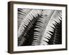 Fern I-Jim Christensen-Framed Photographic Print