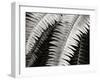 Fern I-Jim Christensen-Framed Photographic Print