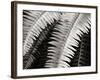 Fern I-Jim Christensen-Framed Photographic Print