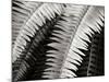 Fern I-Jim Christensen-Mounted Photographic Print