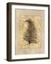 Fern I-Amy Weaver-Framed Art Print