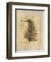 Fern I-Amy Weaver-Framed Art Print