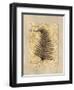 Fern I-Amy Weaver-Framed Art Print