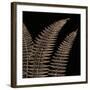 Fern II (on black)-Botanical Series-Framed Art Print