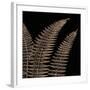 Fern II (on black)-Botanical Series-Framed Art Print