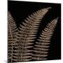 Fern II (on black)-Botanical Series-Mounted Art Print