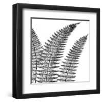 Fern II (on white)-Botanical Series-Framed Giclee Print