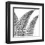 Fern II (on white)-Botanical Series-Framed Giclee Print