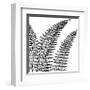 Fern II (on white)-Botanical Series-Framed Giclee Print