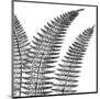 Fern II (on white)-Botanical Series-Mounted Giclee Print