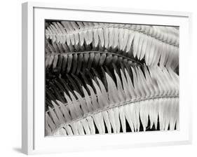 Fern II-Jim Christensen-Framed Photographic Print