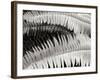 Fern II-Jim Christensen-Framed Photographic Print