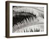 Fern II-Jim Christensen-Framed Photographic Print