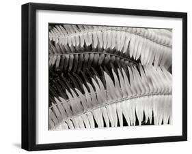 Fern II-Jim Christensen-Framed Photographic Print