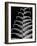 Fern II-Jim Christensen-Framed Photographic Print