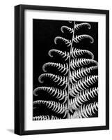 Fern II-Jim Christensen-Framed Photographic Print