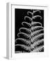 Fern II-Jim Christensen-Framed Photographic Print