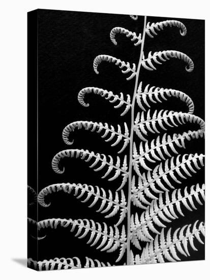 Fern II-Jim Christensen-Stretched Canvas