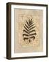 Fern II-Amy Weaver-Framed Art Print