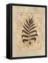 Fern II-Amy Weaver-Framed Stretched Canvas