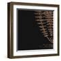 Fern III (on black)-null-Framed Art Print