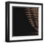 Fern III (on black)-null-Framed Art Print