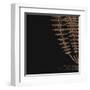 Fern III (on black)-null-Framed Art Print