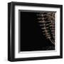 Fern III (on black)-Botanical Series-Framed Giclee Print