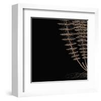 Fern III (on black)-Botanical Series-Framed Giclee Print