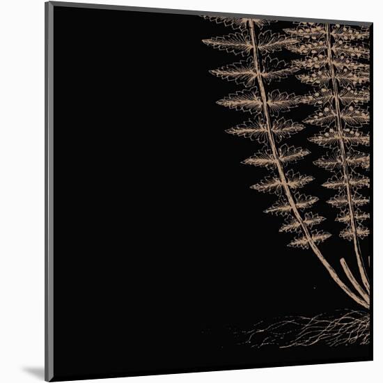 Fern III (on black)-Botanical Series-Mounted Giclee Print