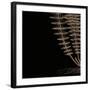 Fern III (on black)-Botanical Series-Framed Art Print