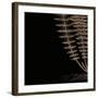 Fern III (on black)-Botanical Series-Framed Art Print