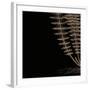 Fern III (on black)-Botanical Series-Framed Art Print