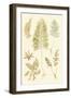 Fern Impressions II-Henry Bradbury-Framed Art Print