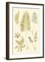 Fern Impressions II-Henry Bradbury-Framed Art Print