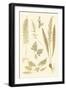 Fern Impressions III-Henry Bradbury-Framed Art Print